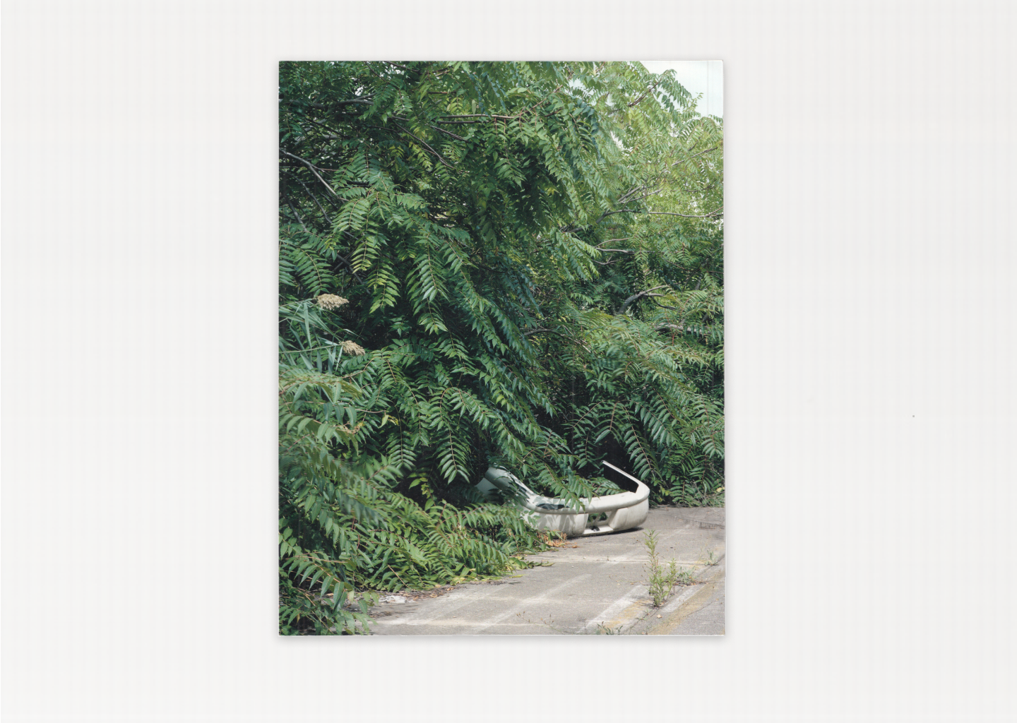 Detroit: Field Notes From a Wild City